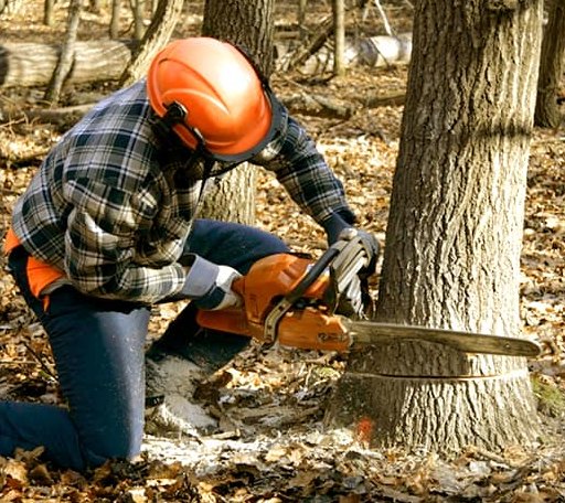Tree Removal in Parsons, KS